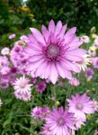 Everlasting, Immortelle, Strawflower, Paper Daisy, Everlasting Daisy (Xeranthemum) Photo; lilac