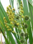 Ogrodowe Kwiaty Sparganium Prosto (Sparganium erectum) zdjęcie; żółty