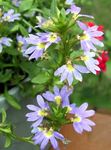 Fairy Fan Flower (Scaevola aemula) Photo; light blue
