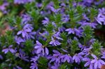 Fairy Fan Blomst (Scaevola aemula) Bilde; blå