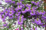 Fairy Fan Flower (Scaevola aemula) Photo; purple