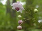 Garden Flowers False Anemone (Anemonopsis macrophylla) Photo; lilac