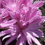 Garden Flowers False Autumn Crocus, Showy Colchicum, Naked Ladies, Meadow Saffron  Photo; pink