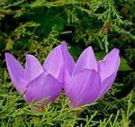 Garden Flowers False Autumn Crocus, Showy Colchicum, Naked Ladies, Meadow Saffron  Photo; lilac