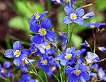 False Blue Flax