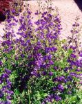 Garden Flowers False indigo (Baptisia) Photo; purple