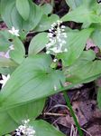 False Lily of the Valley, Wild Lily of the Valley, Two-leaf False Solomon's Seal