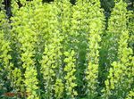 False Lupine, Lanceleaf Thermopsis