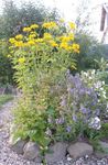 Dārza Ziedi Nepatiesa Saulespuķu, Vērsis-Eye, Saulespuķu Heliopsis (Heliopsis helianthoides) Foto; dzeltens