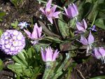 Garden Flowers Fawn Lily (Erythronium) Photo; lilac