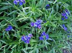 Garden Flowers Field Gromwell, Corn Gromwell (Buglossoides purpurocaerulea, Lithospermum arvense) Photo; blue