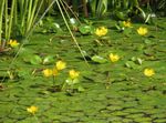 Garden Flowers Floating Heart, Water Fringe, Yellow Water Snowflake (Nymphoides) Photo; yellow