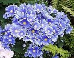 Cineraria Blumengeschäft Foto und Merkmale