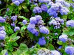 Diegs Ziedu (Ageratum houstonianum) Foto; gaiši zils