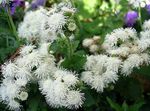 Floss Flower (Ageratum houstonianum) Photo; white