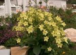 Flowering Tobacco (Nicotiana) Photo; yellow