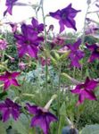 Flowering Tobacco (Nicotiana) Photo; purple