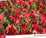 Flowering Tobacco (Nicotiana) Photo; red