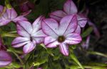 Flowering Tobacco (Nicotiana) Photo; lilac