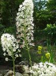 Garden Flowers Fly Poison (Amianthium muscaetoxicum) Photo; white