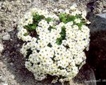 Garden Flowers Forget-me-not (Myosotis) Photo; white