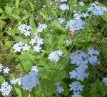 Garden Flowers Forget-me-not (Myosotis) Photo; light blue