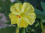 Garden Flowers Four O'Clock, Marvel of Peru (Mirabilis jalapa) Photo; yellow