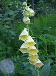 bláthanna gairdín Lus Mór (Digitalis) Photo; buí