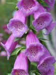 Garden Flowers Foxglove (Digitalis) Photo; lilac
