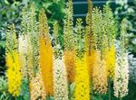 Foxtail ლილი, უდაბნოში სანთელი