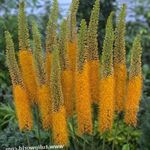 Sodo Gėlės Šerytė Lelija, Dykuma Žvakė (Eremurus) Nuotrauka; oranžinis