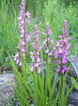 Garden Flowers Fragrant Orchid, Mosquito Gymnadenia  Photo; pink