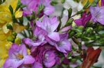 Garden Flowers Freesia  Photo; lilac