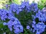 Garden Flowers Garden Phlox (Phlox paniculata) Photo; light blue