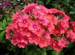 Садовыя Кветкі Флёкс Венікавы (Phlox paniculata) фота; аранжавы