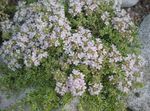 Garden Flowers Garden Thyme, English Thyme, Common Thyme (Thymus) Photo; white