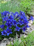 Gentian, Willow gentian Photo and characteristics
