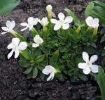 Gentiane, Gentiane De Saule Photo et les caractéristiques