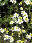 German Chamomile, Scented Mayweed