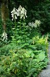 Garden Flowers Giant Lily (Cardiocrinum giganteum) Photo; white