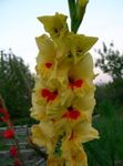 Vrtne Cvjetovi Gladiola (Gladiolus) Foto; žuta