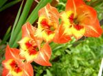 Garden Flowers Gladiolus  Photo; orange