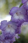 Garden Flowers Gladiolus  Photo; light blue
