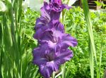 Garden Flowers Gladiolus  Photo; purple
