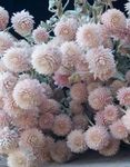 Garden Flowers Globe Amaranth (Gomphrena globosa) Photo; pink