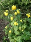 Globe flower (Trollius) Photo; yellow