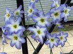 Garden Flowers Glory Of The Sun (Leucocoryne) Photo; light blue