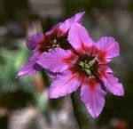 Garden Flowers Glory Of The Sun (Leucocoryne) Photo; pink