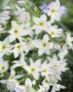 Garden Flowers Glory Of The Sun (Leucocoryne) Photo; white