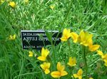 Gold Lobelia, Yellow Lobelia 